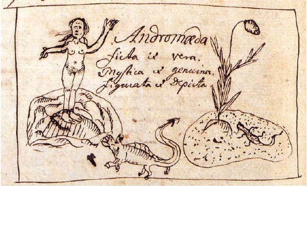 Andromeda drawing by Linnaeus