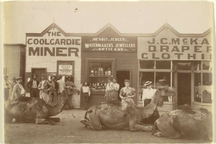 Camels Coolgardie