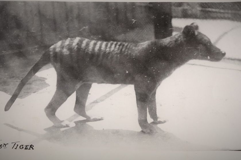 thylacine 11613074-3x2-xlarge